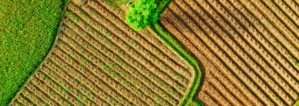 green landscape